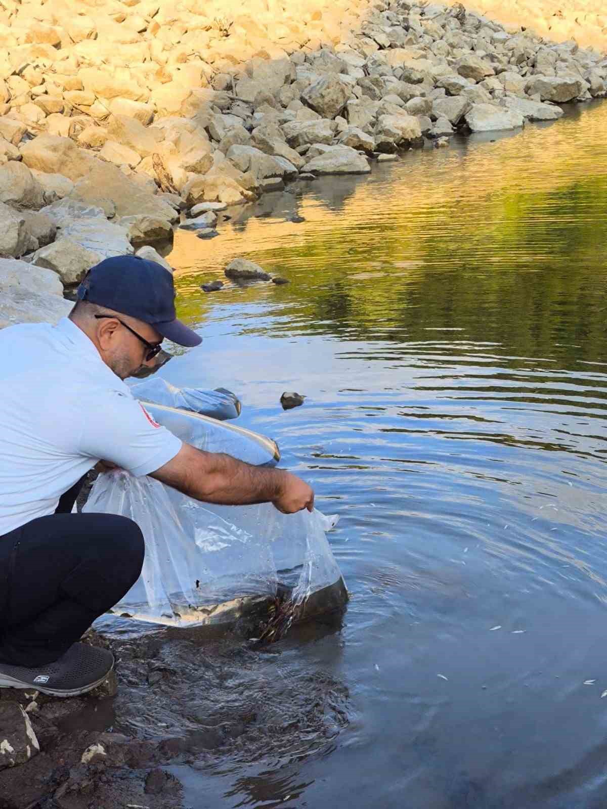 Yalova’da göletlere 100 bin yavru sazan balığı bırakıldı