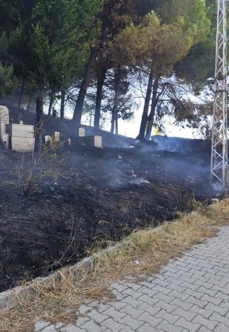 YALOVA MERKEZE BAĞLI ELMALIK