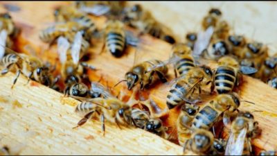 DÜZCE ÜNİVERSİTESİ FEN EDEBİYAT FAKÜLTESİ BİYOLOJİ BÖLÜMÜ ÖĞRETİM ÜYESİ DOÇ.