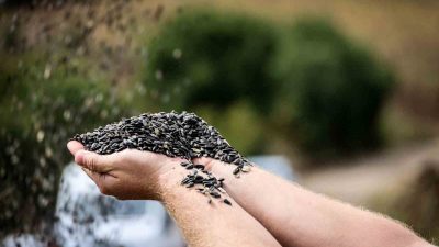 BİLECİK'İN GÖLPAZARI İLÇESİNE BAŞTA OLMAK ÜZERE İL GENELİNDE 90 BİN