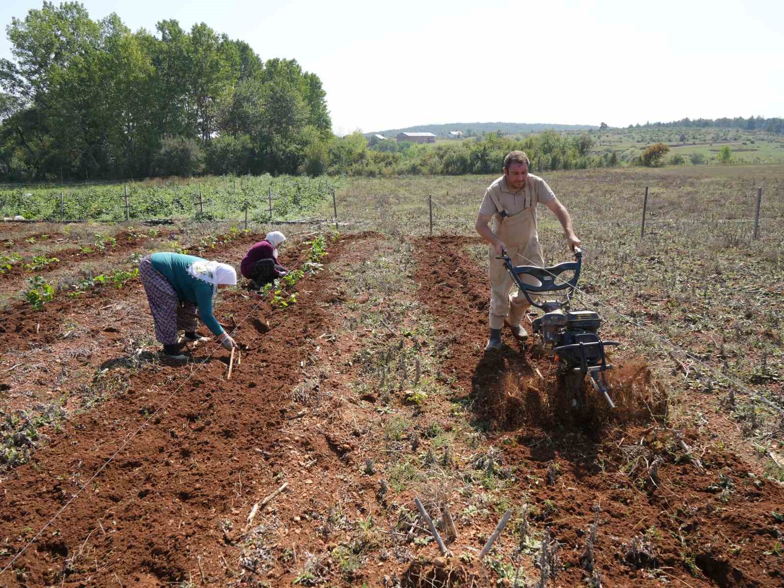 KASTAMONU’DA TARIM VE ORMAN BAKANLIĞININ TEŞVİKİYLE İLK ETAPTA DENEME AMAÇLI