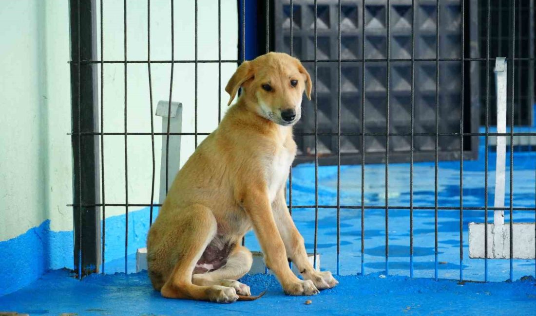 DÜZCE BELEDİYESİ KEDİ-KÖPEK SAHİPLENDİRME