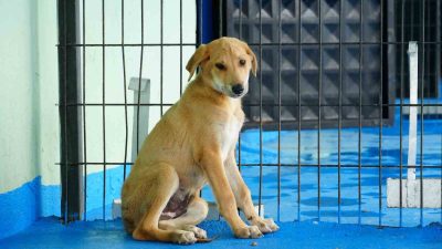 DÜZCE BELEDİYESİ KEDİ-KÖPEK SAHİPLENDİRME PLATFORMU KURULDU