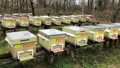 DÜZCE’DE 13 AİLEYE SÜT VE BAL ÜRETİCİLİĞİ İÇİN 289 BİN