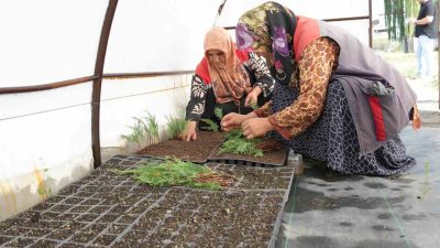 DÜZCE BELEDİYESİ, TARIM AKADEMİSİ ALANINDA BİTKİ KÖKLENDİRME SERASI KURARAK, KENDİ