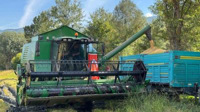 KASTAMONU'NUN HANÖNÜ İLÇESİNDE 2 BİN 200 DEKAR ALANDA ÜRETİLEN ÇELTİK