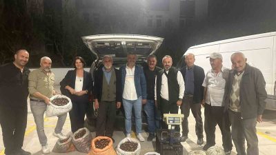 DÜZCE’NİN DAĞLARINDA YETİŞEN COĞRAFİ İŞARETLİ KUZU KESTANE PAZARA İNDİ. YENİ