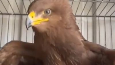 GÖÇ YOLUNDA RUSYA’DAN GELEN KÜÇÜK ORMAN KARTALI, DÜZCE’DE TEDAVİ ALTINA