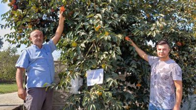 DÜZCE’DE YAŞAYAN 25 YAŞINDAKİ GENÇ ÇİFTÇİ, ‘CANI İSTEYEN HURMA ALABİLİR,