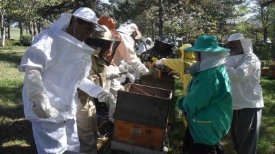 DÜZCE ÜNİVERSİTESİ ARICILIK ARAŞTIRMA GELİŞTİRME VE UYGULAMA MERKEZİ (DAGEM), TÜRKİYE