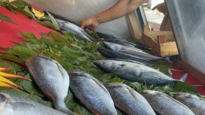 KARADENİZ'E AÇILAN TEKNELERİN HER BİRİ TONLARCA PALAMUTLA DÖNÜNCE, PALAMUT FİYATI