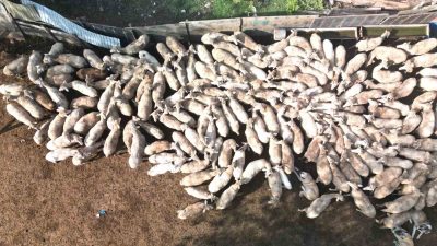 KOCAELİ BÜYÜKŞEHİR BELEDİYESİ'NİN "DAMIZLIK KOÇ DESTEĞİ PROJESİ" KAPSAMINDA ÜRETİCİLERE SAĞLANAN