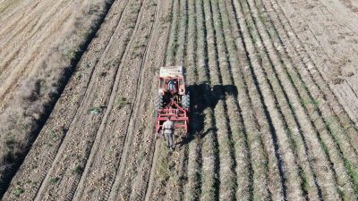 KASTAMONU’DA İL GENELİNDE BU YIL 7 BİN 350 DEKAR ALANDA