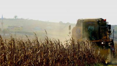 KOCAELİ'DE MISIR TOHUMU VE GÜBRE DESTEĞİNDEN YARARLANAN ÇİFTÇİLERİN HASAT MESAİSİ