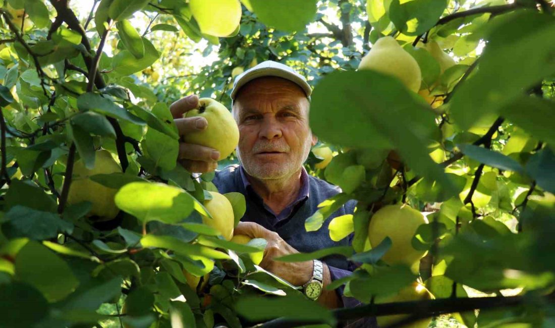 DÜNYAYA İHRACATI YAPILAN VE