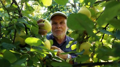 DÜNYAYA İHRACATI YAPILAN VE SAKARYA’NIN GEYVE İLE PAMUKOVA İLÇELERİNDE YETİŞTİRİLEN
