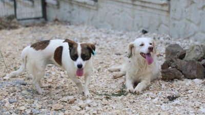 DÜZCE BELEDİYESİ, SOKAK HAYVANLARININ REHABİLİTASYONU VE BAKIMINDA TÜRKİYE’YE ÖRNEK OLURKEN,