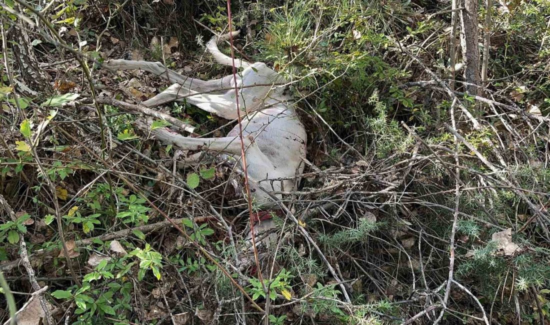 KASTAMONU’NUN İHSANGAZİ İLÇESİNDE BİR VATANDAŞA AİT 2 KÖPEK KOMŞUSU TARAFINDAN