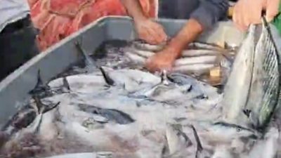 KASTAMONU’NUN CİDE İLÇESİNDE DENİZE AÇILAN BALIKÇILAR KASA KASA PALAMUTLA DÖNDÜ.