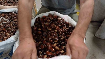 İSTANBUL VE ANKARA BAŞTA OLMAK ÜZERE ÇEŞİTLİ İLLERDEN KESTANESEVERLER, LEZZETİ