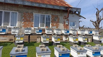 DÜZCE’NİN GÖLYAKA İLÇESİNDE ORMAN KÖYLÜLERİNİN DESTEKLENMESİ DAHİLİNDE 87 AİLEYE 7