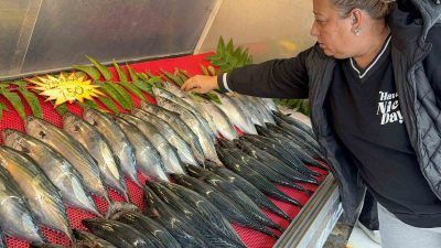 KARADENİZ’DE BU YIL BALIKÇILARIN BOL OLMASINI BEKLEDİĞİ PALAMUT TEZGAHTA TANESİ