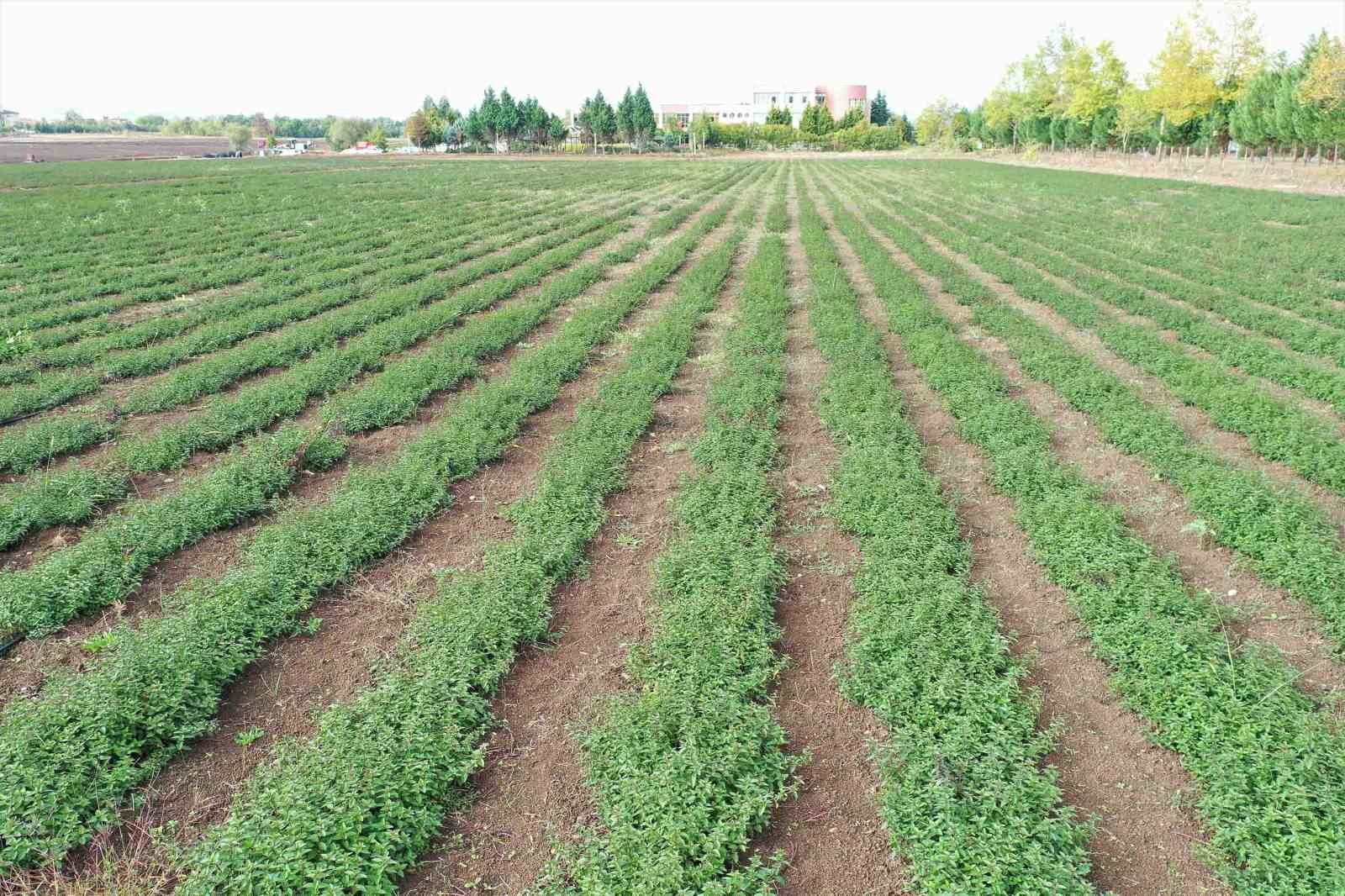 KOCAELİ'DE YÜRÜTÜLEN  TIBBİ VE AROMATİK BİTKİLER PROJESİ (TABİP) KAPSAMINDA