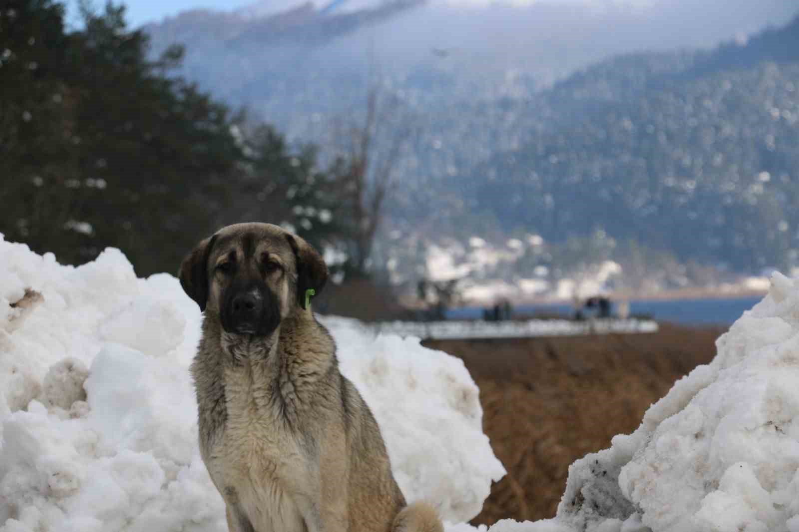 Abant Gölü’nde masalsı kış güzelliği