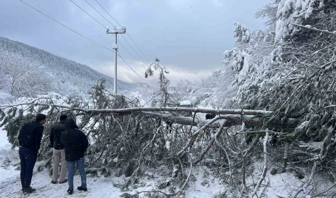 BOLU’NUN DOĞA HARİKASI ABANT