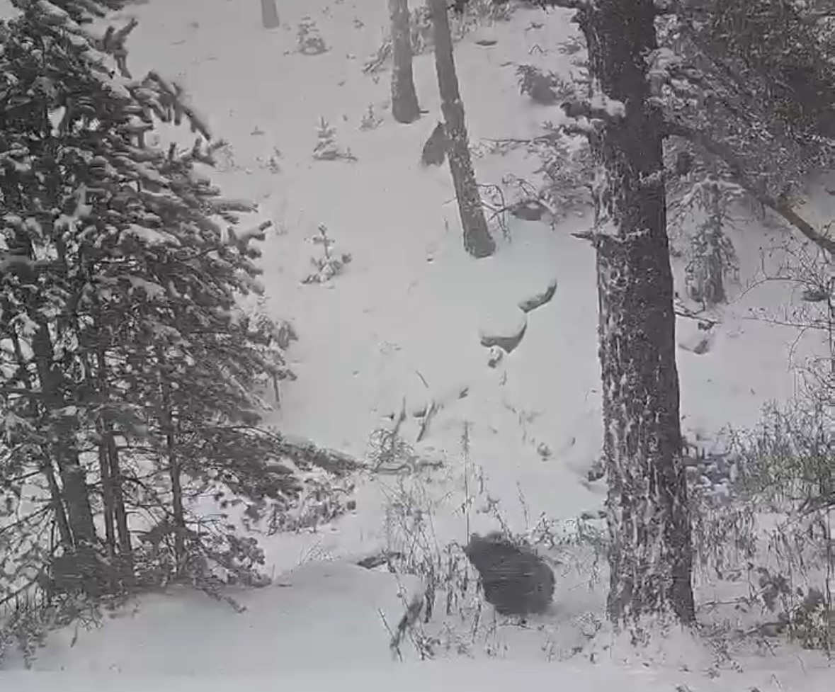 Bolu’da kış uykusuna yatmayan ayılar kameraya yansıdı