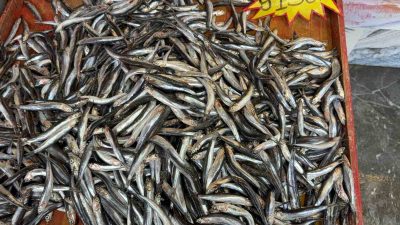 BATI KARADENİZ BÖLGESİNDE DENİZE LODOS UYARISININ YAPILMASININ ARDINDAN BALIKÇILAR DA