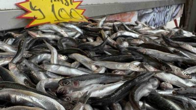 BATI KARADENİZ'DE HALK ARASINDA "KESTANE KARASI" OLARAK BİLİNEN FIRTINANIN SONA