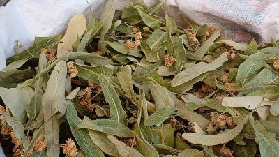 KIŞ MEVSİMİNİN VAZGEÇİLMEZ İÇECEĞİ OLAN ŞİFA DEPOSU IHLAMUR, BU SENE