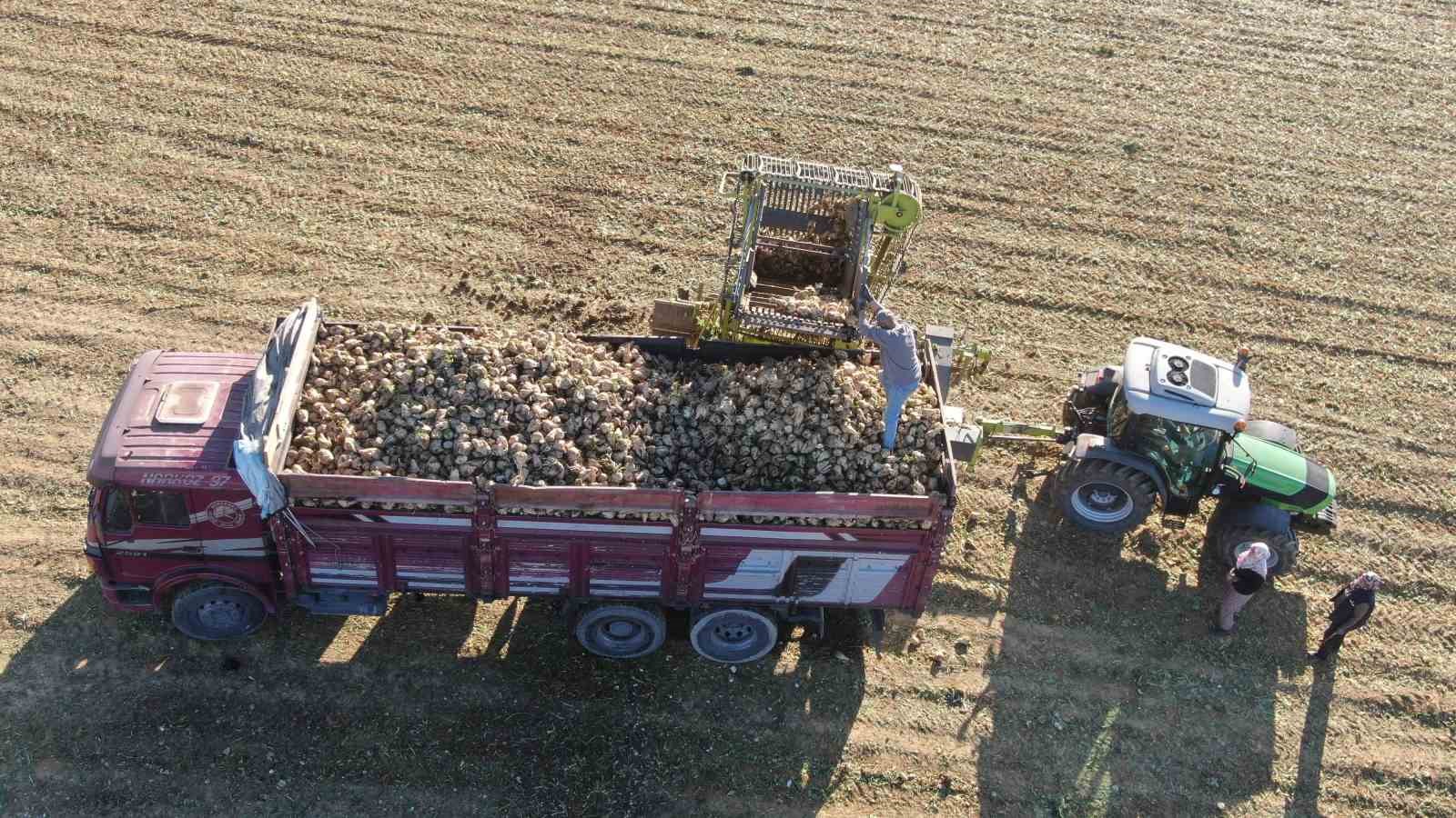 KASTAMONU'DA ŞEKER PANCARI HASADI DEVAM EDİYOR. ÜRETİCİLER, YAZ MEVSİMİNİN KURAK