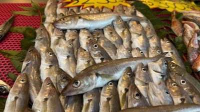 GEÇTİĞİMİZ GÜNLERDE KARADENİZ'DE ETKİLİ OLAN KESTANE KARASI SEBEBİ İLE AÇILAMAYAN