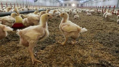 TAVUK VEBASININ YÜKSEK PATOJENİK TÜRÜNÜN ÇİFTLİĞE BULAŞTIĞINDA HAYVANLARIN YÜZDE 100’ÜNÜN