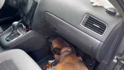 ARACIYLA UYUŞTURUCU KURYELİĞİ YAPAN ŞAHIS, YAPILAN ÇALIŞMA İLE YAKALANDI. MAHKEMEYE