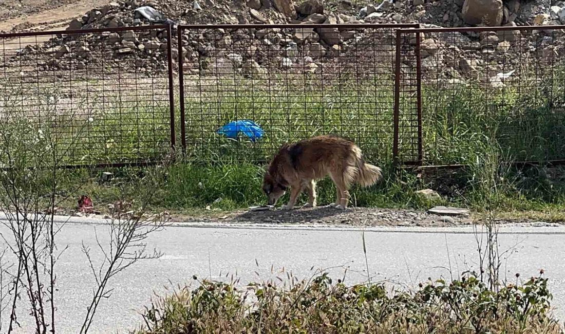 DÜZCE'DE ÜNİVERSİTE ÖĞRENCİLERİ SOKAKLARDA