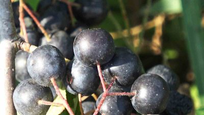 YALOVA'NIN COĞRAFİ İŞARETLİ MEYVESİ ARONYA OLUŞAN TALEP VE FİYATIYLA BU