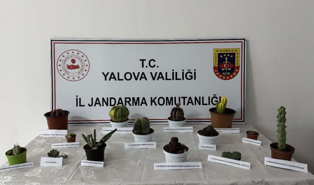 YALOVA’DA BİR SERADAN PİYASA