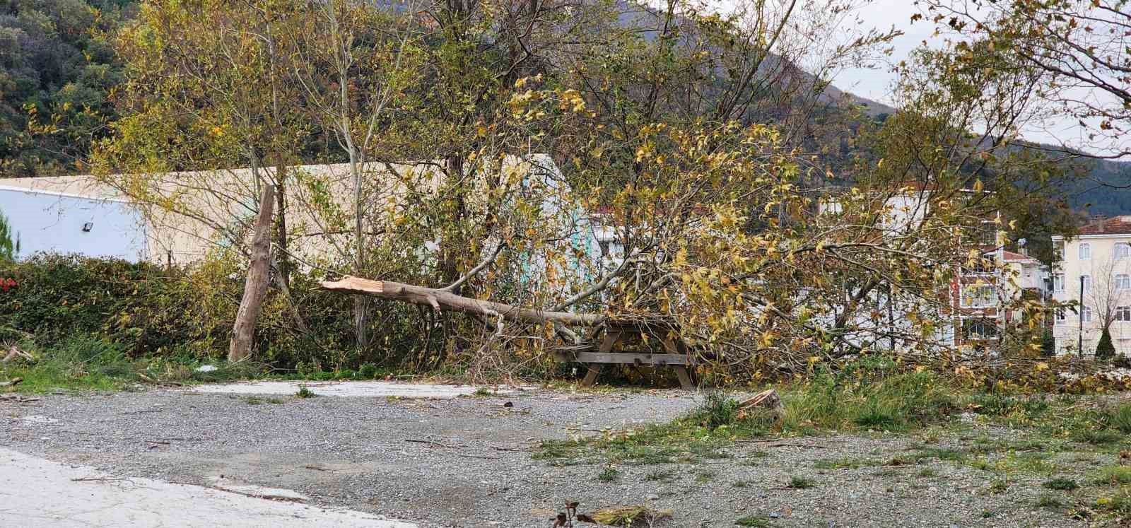 Yalova’da lodos: Ağaçlar ve telefon direkleri devrildi