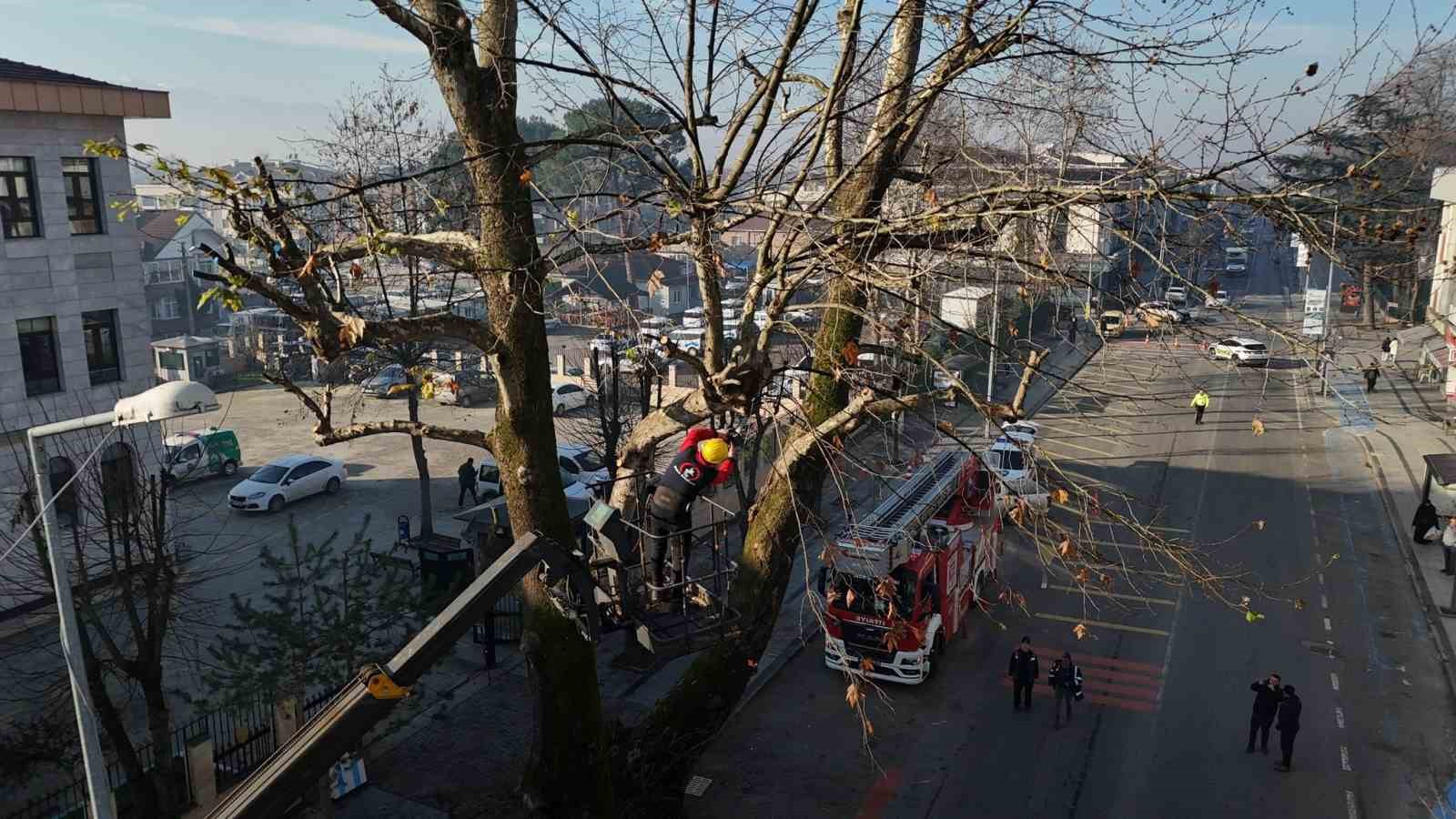 Ağaçların bakımları sürüyor