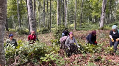 DÜZCE’NİN AKÇAKOCA İLÇESİNDE ORMAN İŞLETME MÜDÜRLÜĞÜ EKİPLERİ TARAFINDAN GENÇLEŞTİRME ÇALIŞMASI