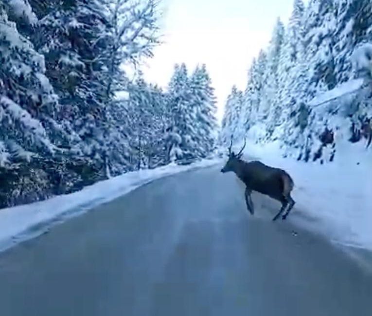 BOLU’DA NADİR OLARAK GÖRÜLEN