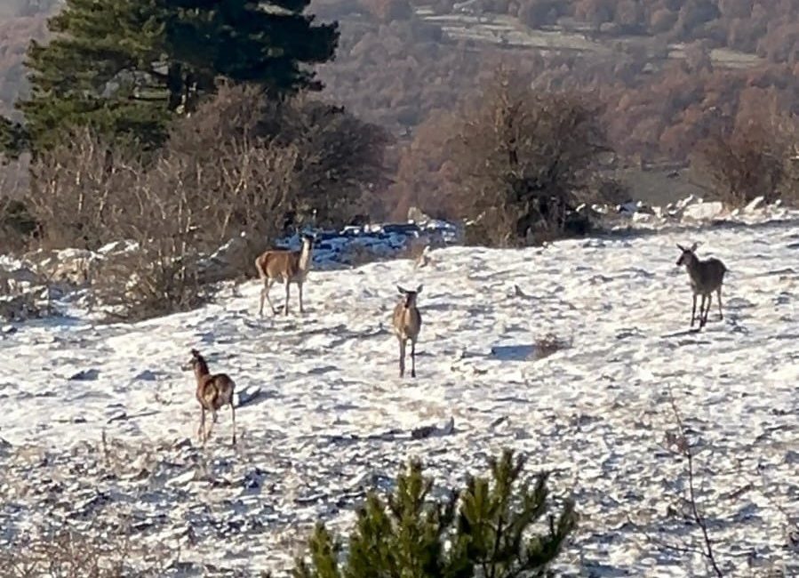 BOLU’DA ORMANDA SÜRÜ HALİNDE