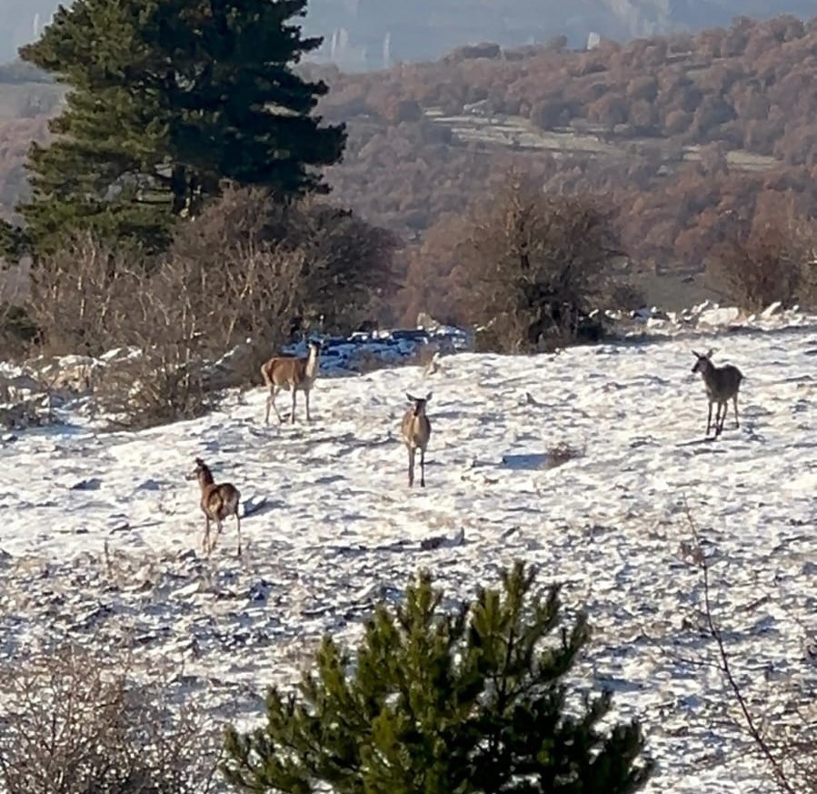 BOLU’DA ORMANDA SÜRÜ HALİNDE YİYECEK ARAYAN KARACALAR VATANDAŞ KAMERASINA YANSIDI.