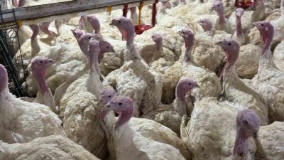 TÜRKİYE'NİN HİNDİ İHTİYACININ YÜZDE 30'UNU KARŞILAYAN BOLU'DA, ÖZEL ÇİFTLİKLERDE ÖZENLE