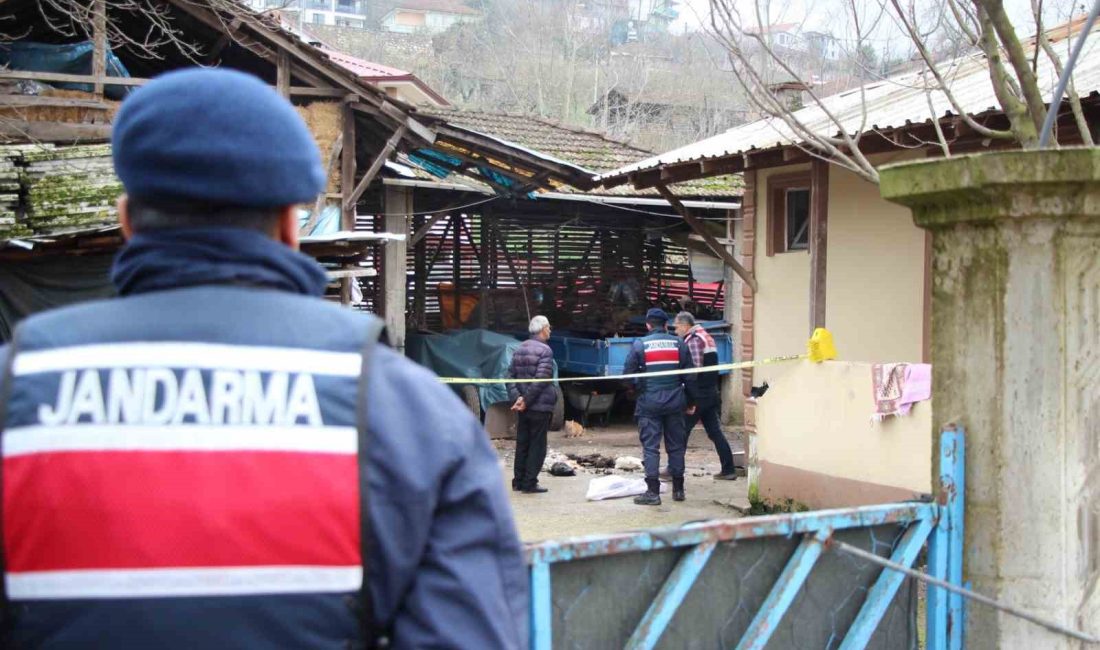 SAKARYA'NIN AKYAZI İLÇESİNDE İKİ TANE HOROZUNUN ANNESİ TARAFINDAN KOMŞUYA VERİLDİĞİNİ
