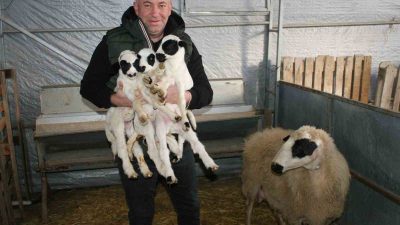 EMEKLİ OLDUKTAN SONRA KÜÇÜKBAŞ HAYVANCILIĞA BAŞLARKEN, İLK KUZULARINA ADETA ÇOCUK