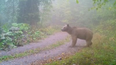 DOĞA KORUMA VE MİLLİ PARKLAR 9. BÖLGE MÜDÜRLÜĞÜ KIŞ UYKUSUNA